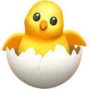 병아리 부화