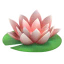 연꽃