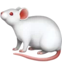 마우스