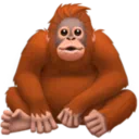 오랑우탄