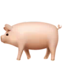 돼지