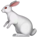 토끼