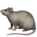 쥐