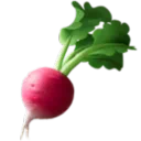 뿌리 채소