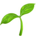 Seedling