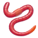 지렁이