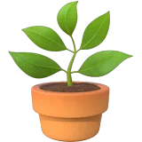 Potted Plant — Apple