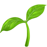 Seedling — Apple