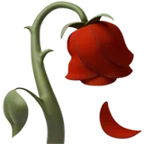 Wilted Flower — Apple