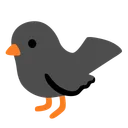 Black Bird