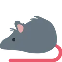 쥐