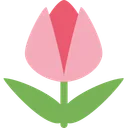 튤립