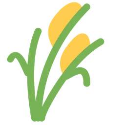 Ear of Rice — Twitter